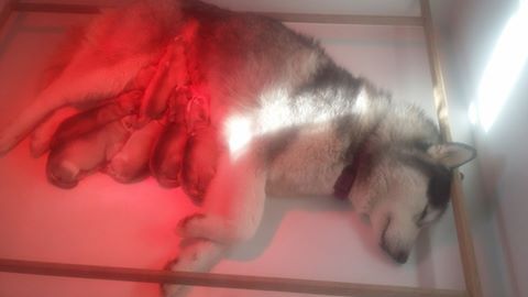Of Eternal Djei - Les chiots sont nés !!!