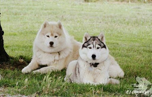 Of Eternal Djei - Des chiots pour début septembre !!