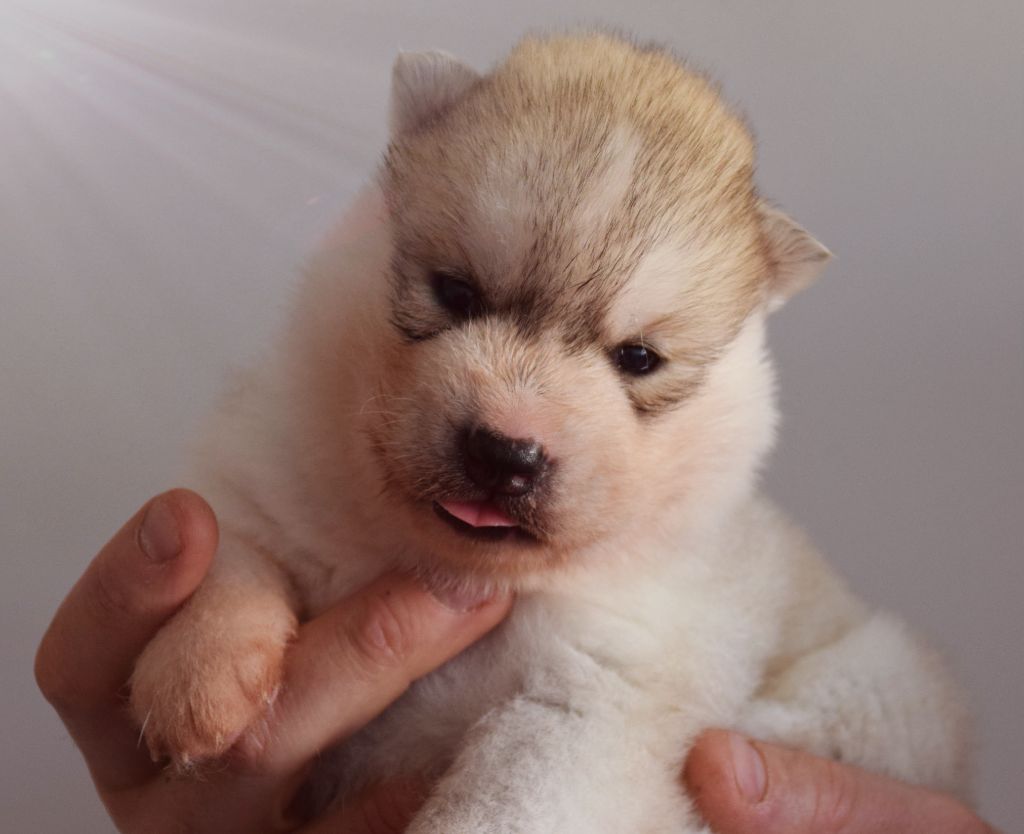 Of Eternal Djei - Chiots disponibles - Siberian Husky